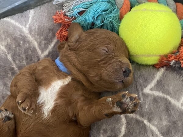 Barkley - Toy Goldendoodle Boy - Image 4