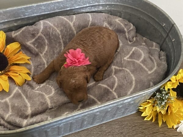 Zoe - Toy Goldendoodle Girl - Image 5