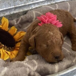 Zoe - Teacup Goldendoodle Girl