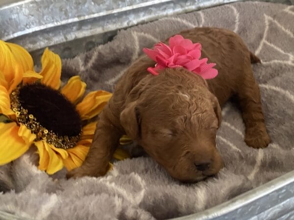 Zoe - Toy Goldendoodle Girl - Image 4