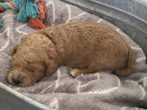 Snuffy - Toy Goldendoodle Boy - Image 6