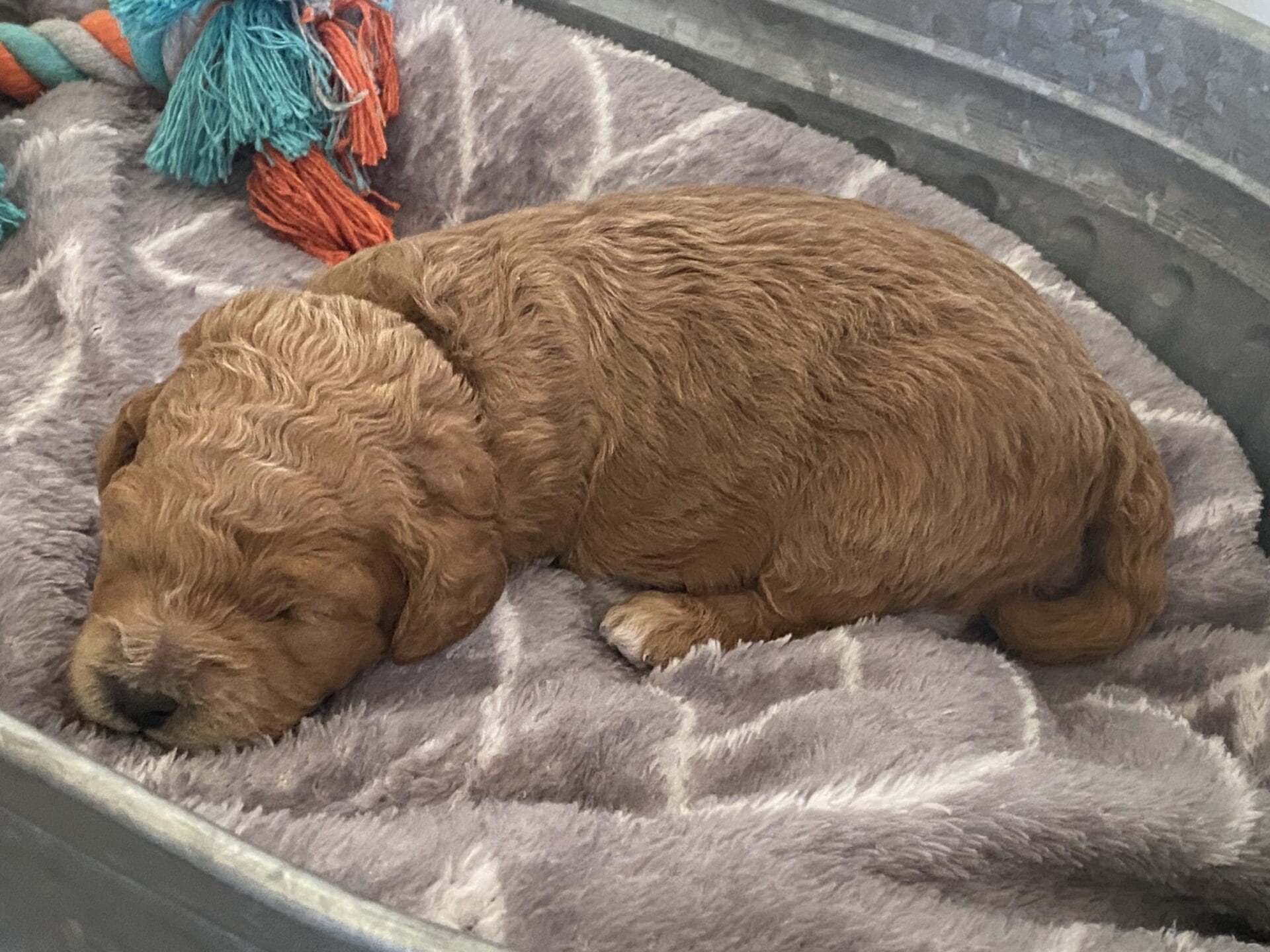 Snuffy - Teacup Goldendoodle Boy - Image 6