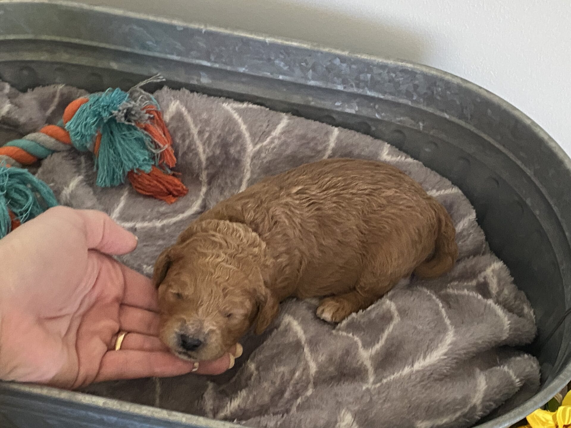 Snuffy - Teacup Goldendoodle Boy - Image 2