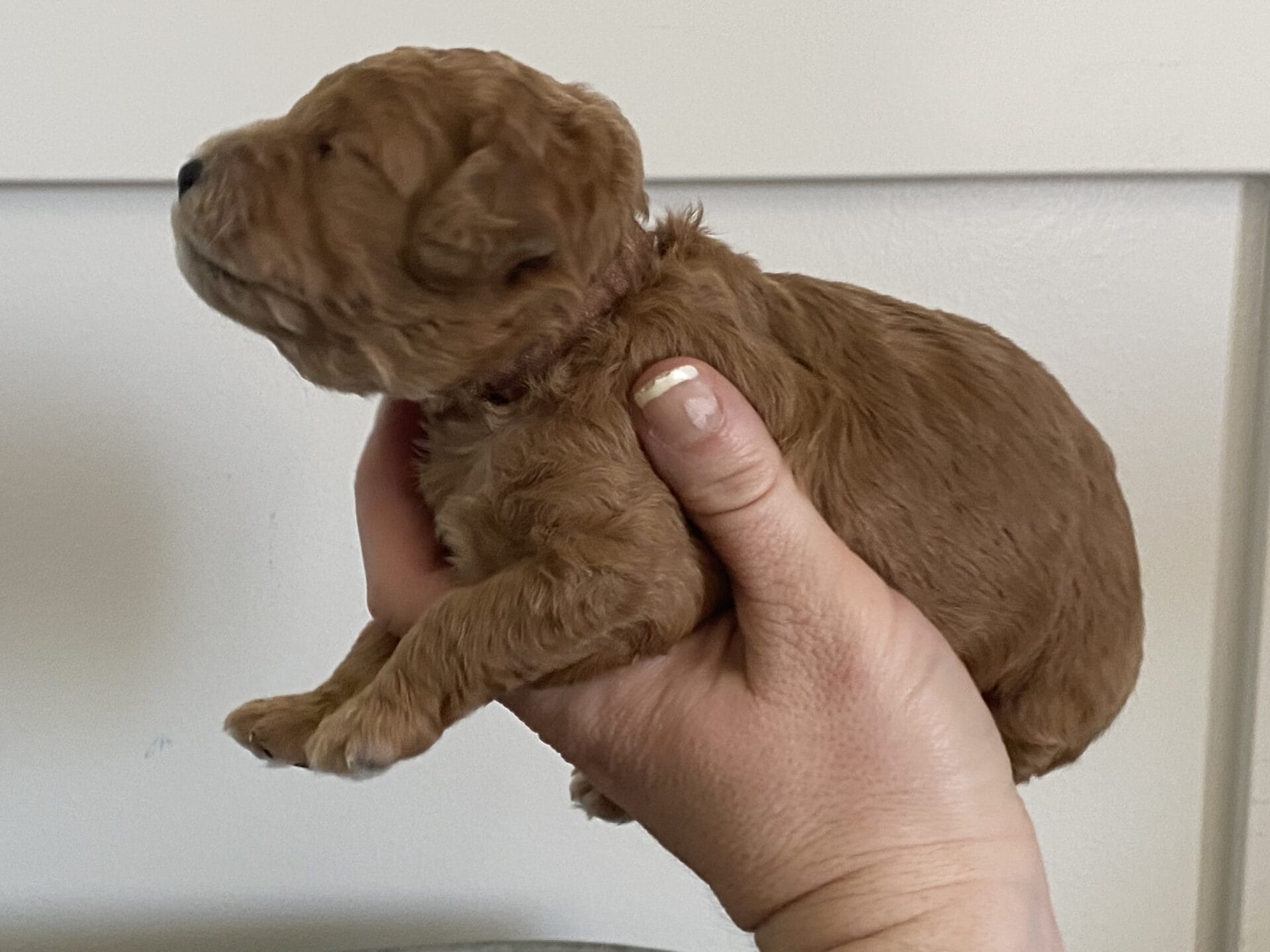 Snuffy - Teacup Goldendoodle Boy - Image 3