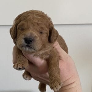 Snuffy - Toy Goldendoodle Boy