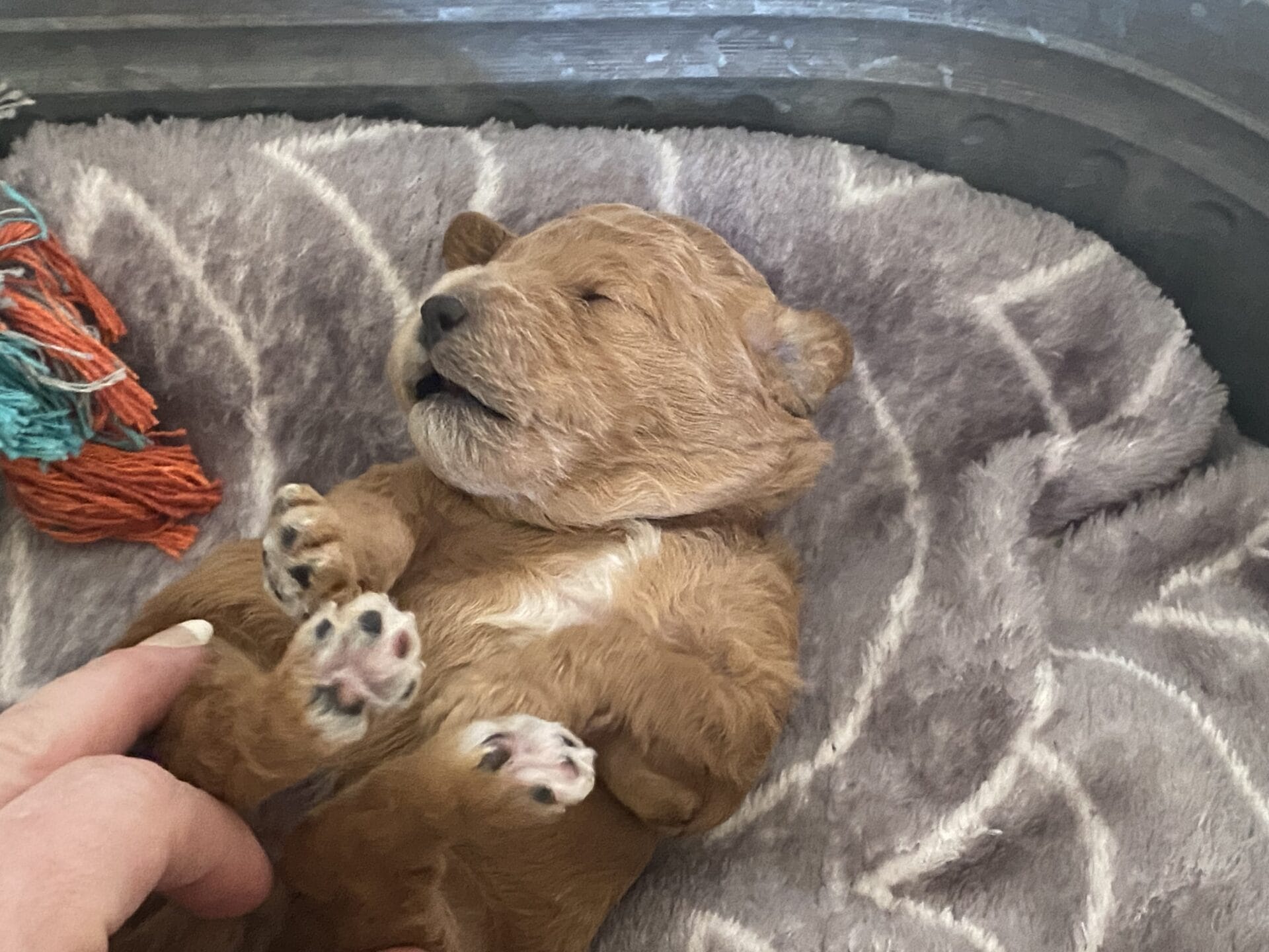 Snuffy - Teacup Goldendoodle Boy - Image 5