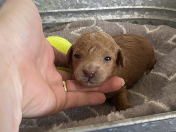 Ernie - Micro Goldendoodle Boy - Image 2
