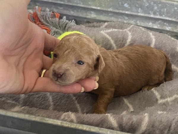Ernie - Micro Goldendoodle Boy - Image 3
