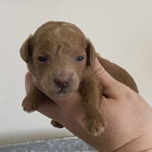 Ernie - Micro Goldendoodle Boy