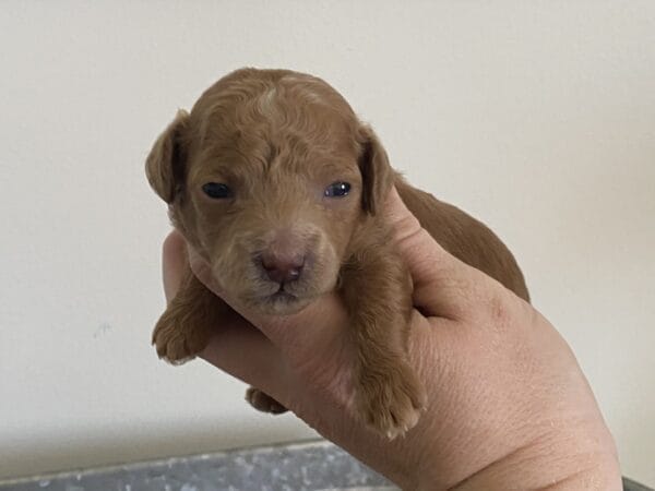 Ernie - Micro Goldendoodle Boy - Image 5