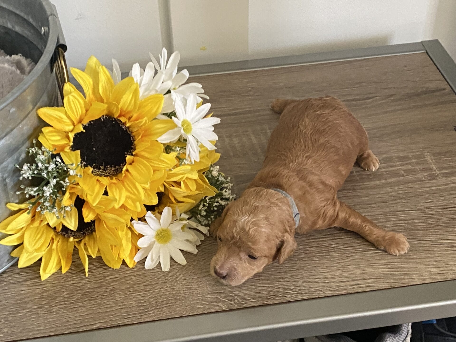 Ernie - Micro Goldendoodle Boy - Image 4