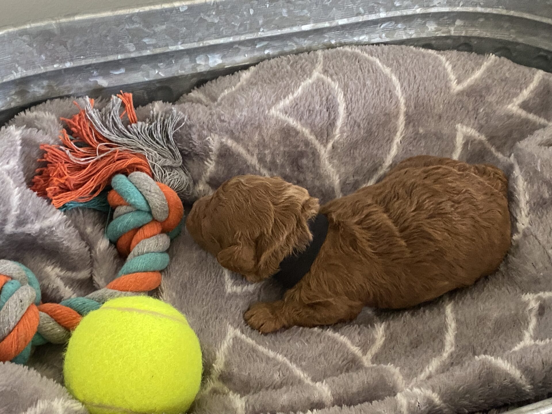 Bert - Micro Goldendoodle Boy - Image 3