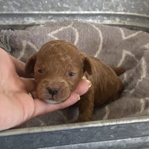 Bert - Micro Goldendoodle Boy