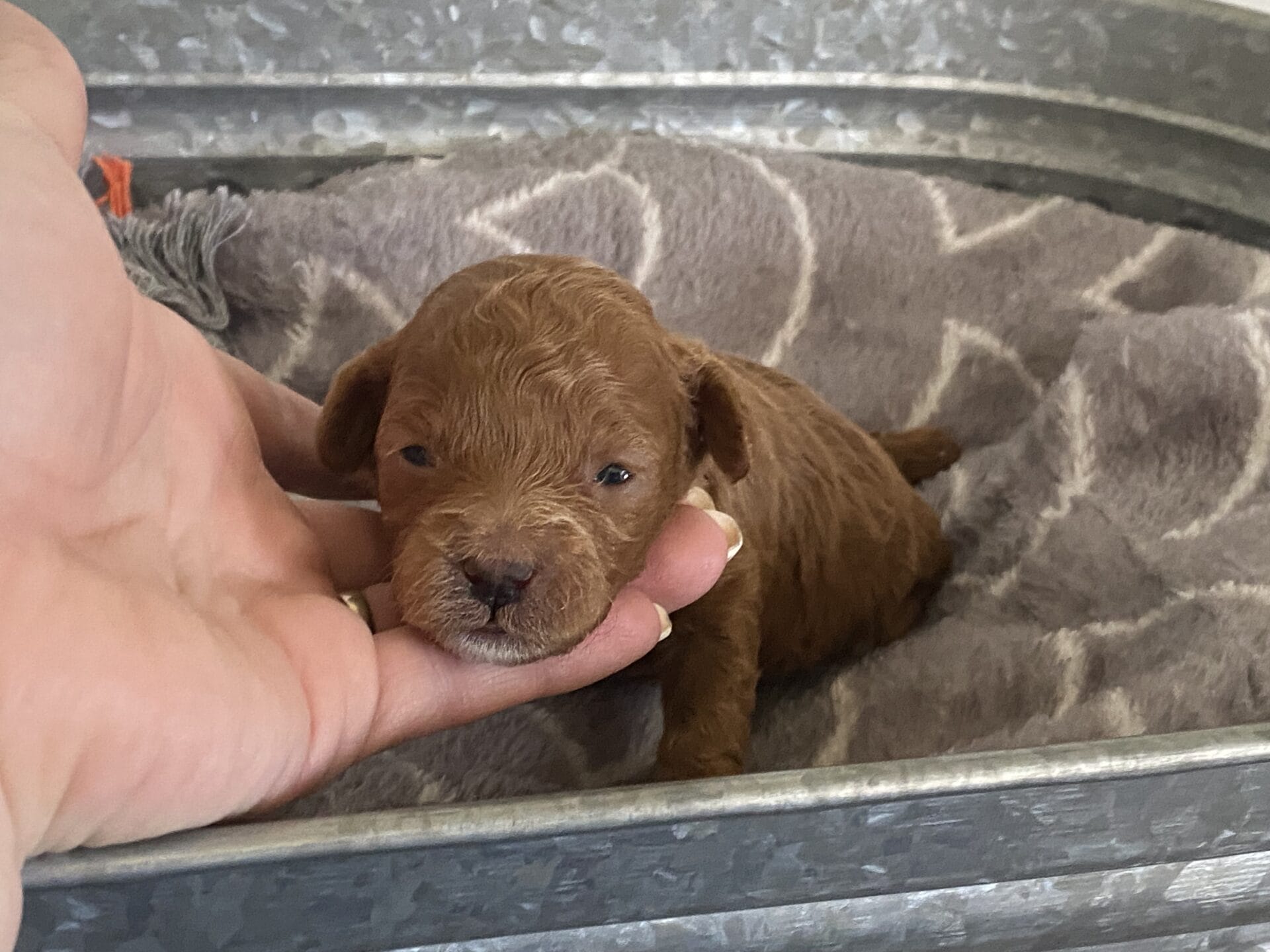 Bert - Micro Goldendoodle Boy - Image 4