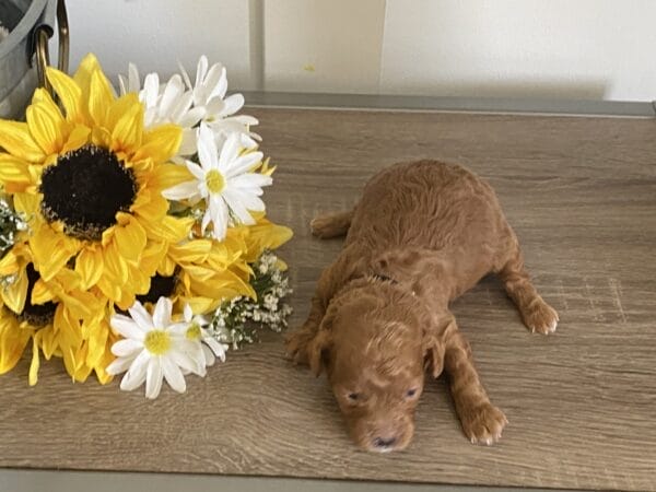 Bert - Micro Goldendoodle Boy - Image 2