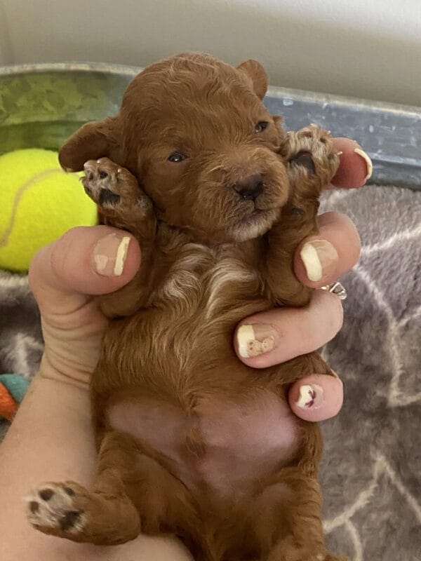 Bert - Micro Goldendoodle Boy - Image 5