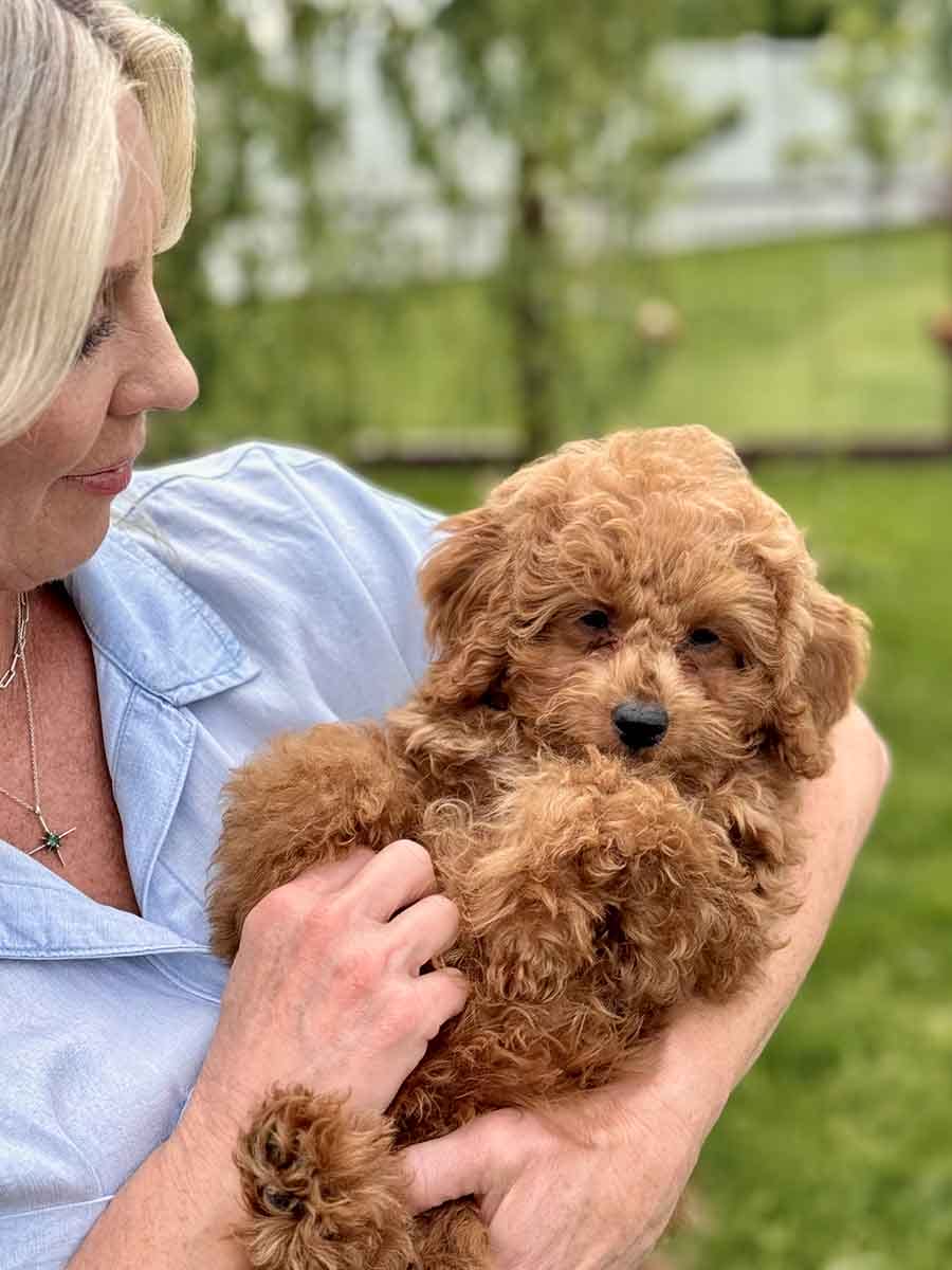 Forrest - Teacup Labradoodle Boy - Image 34