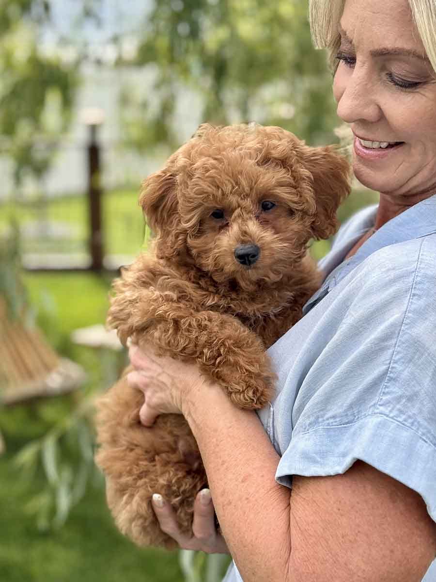 Forrest - Teacup Labradoodle Boy - Image 30