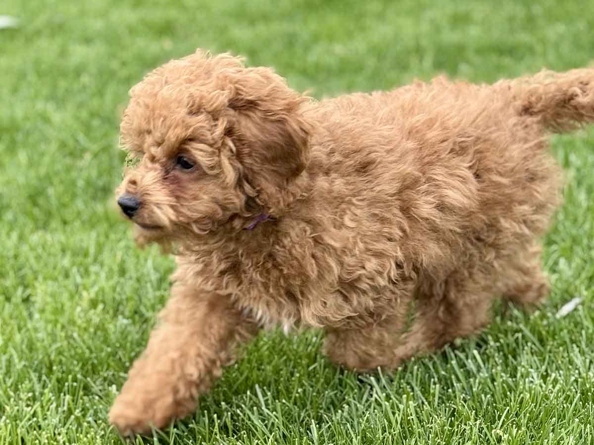 Forrest - Teacup Labradoodle Boy - Image 33