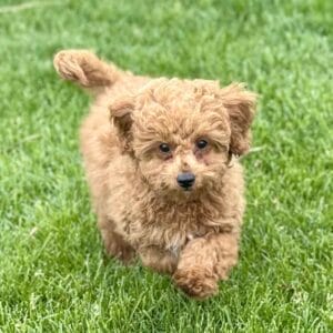 Forrest - Teacup Labradoodle Boy