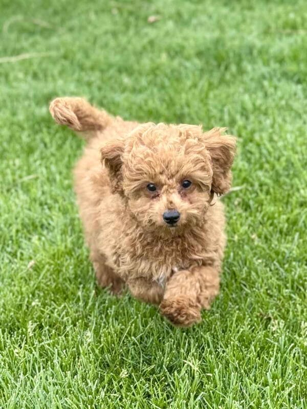 Forrest - Teacup Labradoodle Boy