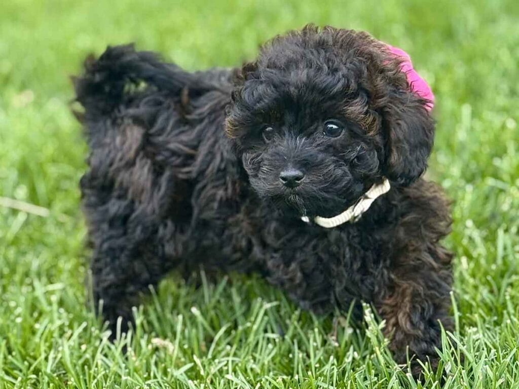 Daisy - Micro Labradoodle Girl