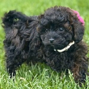 Daisy - Micro Labradoodle Girl