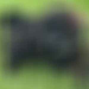 Daisy - Micro Labradoodle Girl