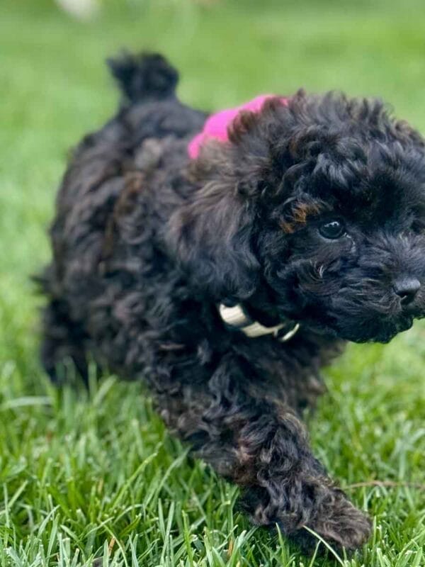 Daisy - Micro Labradoodle Girl - Image 22