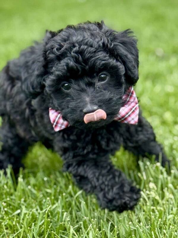 Hopper - Micro Labradoodle Boy - Image 26
