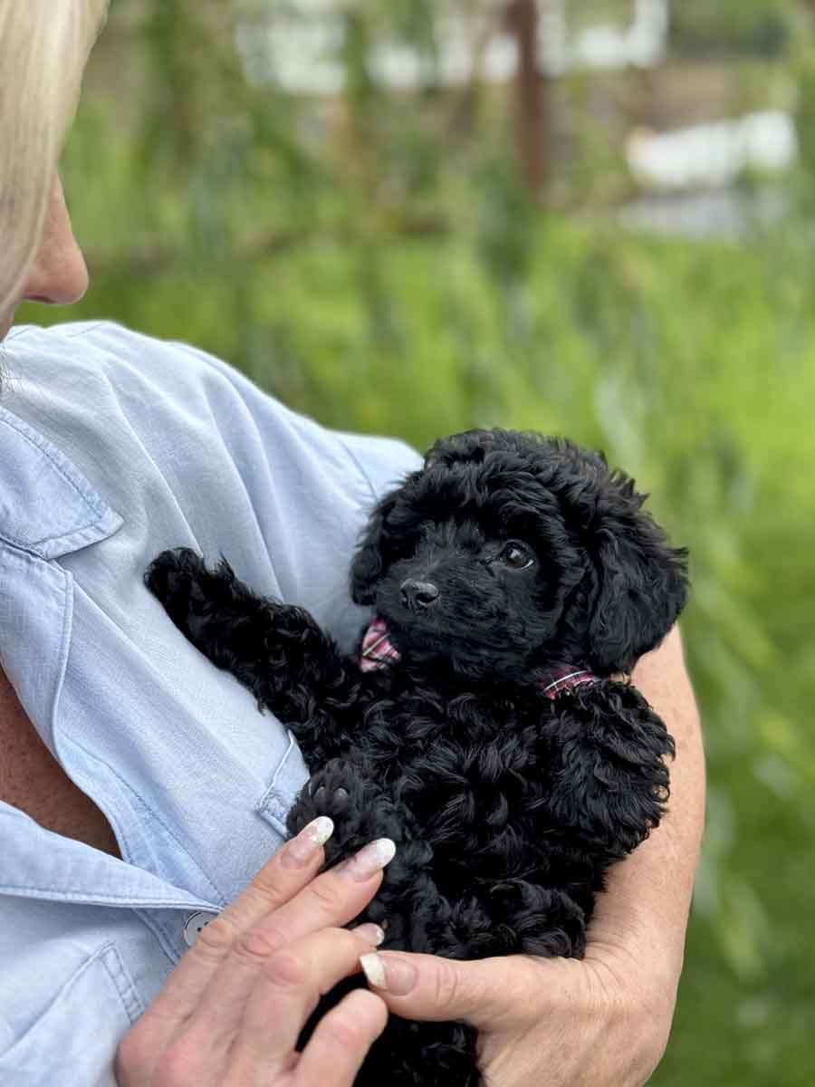 Hopper - Micro Labradoodle Boy - Image 25