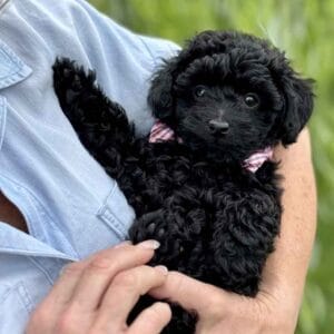 Hopper - Micro Labradoodle Boy