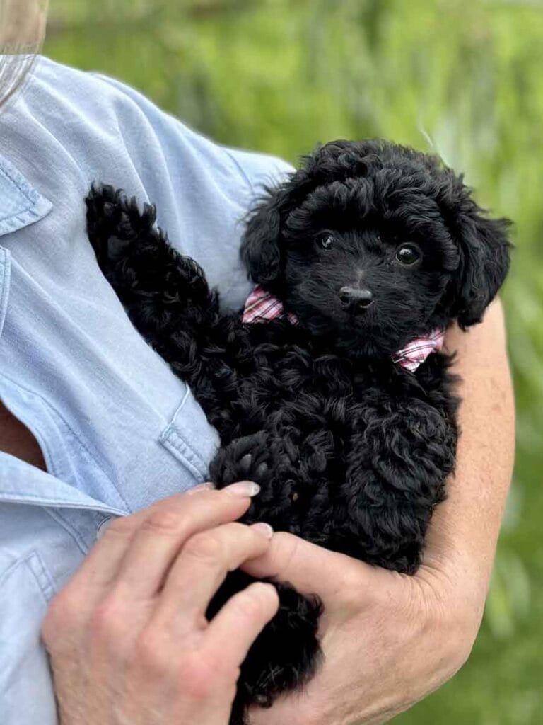 Hopper - Micro Labradoodle Boy