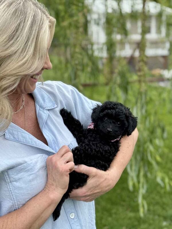 Hopper - Micro Labradoodle Boy - Image 24