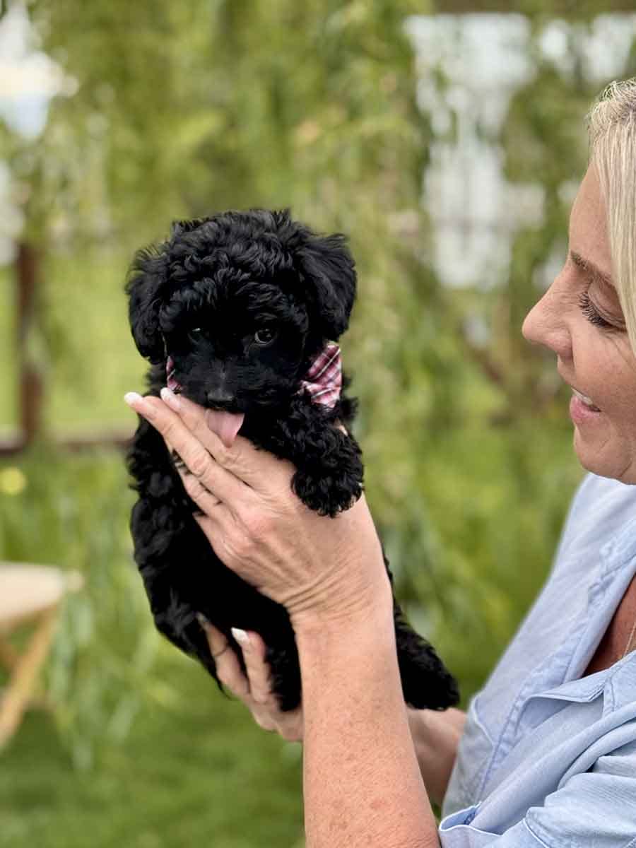 Hopper - Micro Labradoodle Boy - Image 21