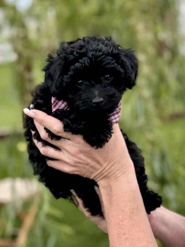 Hopper - Micro Labradoodle Boy - Image 20