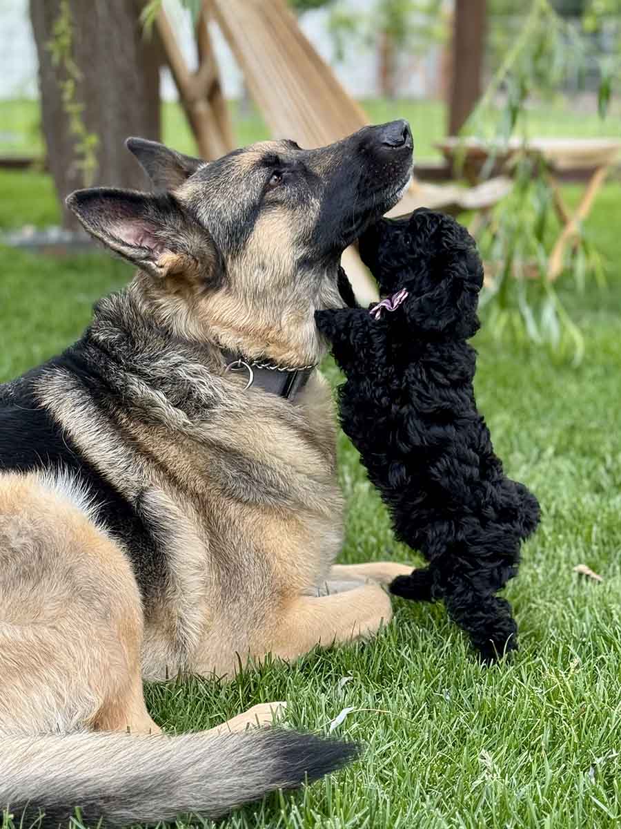 Hopper - Micro Labradoodle Boy - Image 22