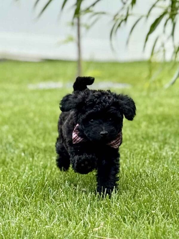 Hopper - Micro Labradoodle Boy - Image 19