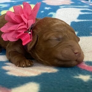 Sunny - Teacup Goldendoodle Girl