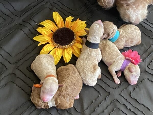 Tucker - Micro Goldendoodle Boy - Image 4