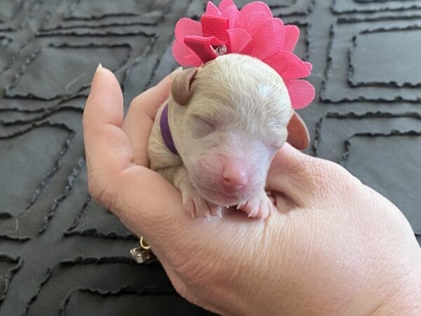 Sadie - Micro Goldendoodle Girl - Image 2