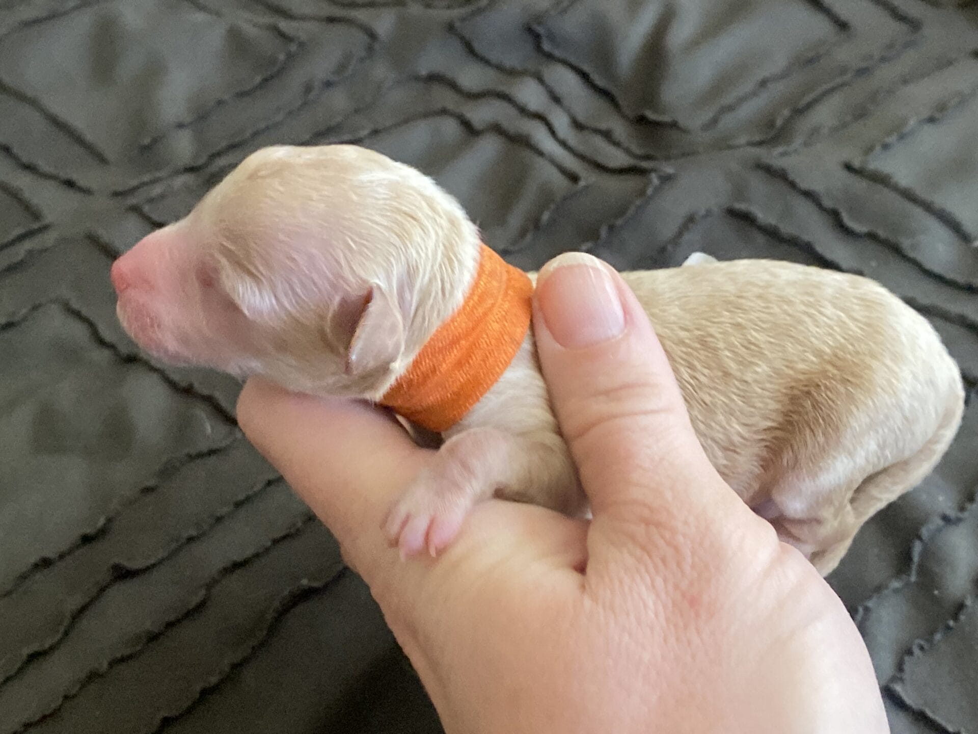 Tucker - Micro Goldendoodle Boy - Image 3