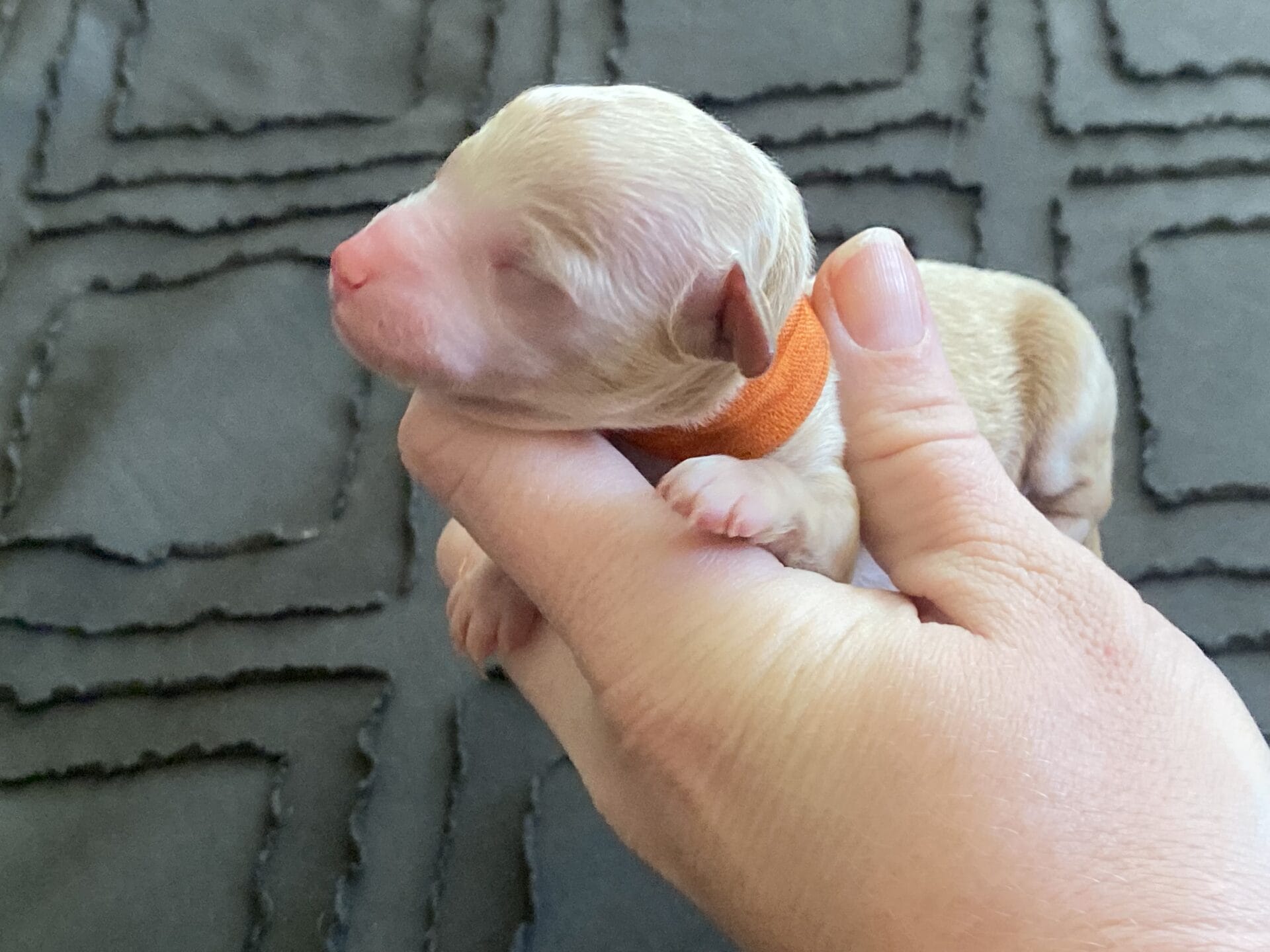 Tucker - Micro Goldendoodle Boy - Image 2