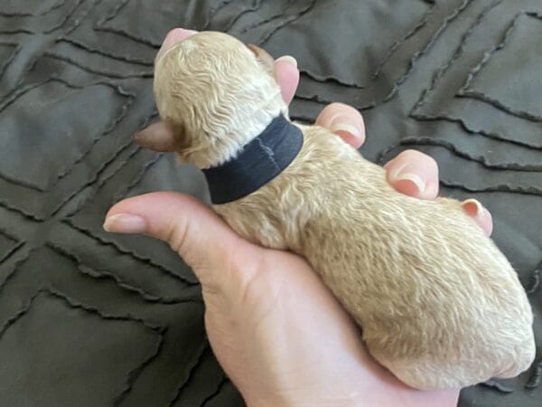 Boston - Micro Goldendoodle Boy - Image 3