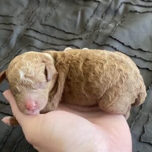 Bentley - Micro Goldendoodle Boy