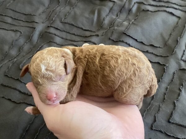 Bentley - Micro Goldendoodle Boy - Image 3