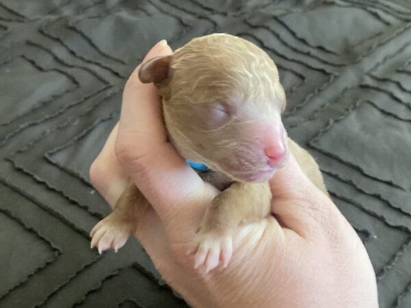 Duke - Micro Goldendoodle Boy - Image 2