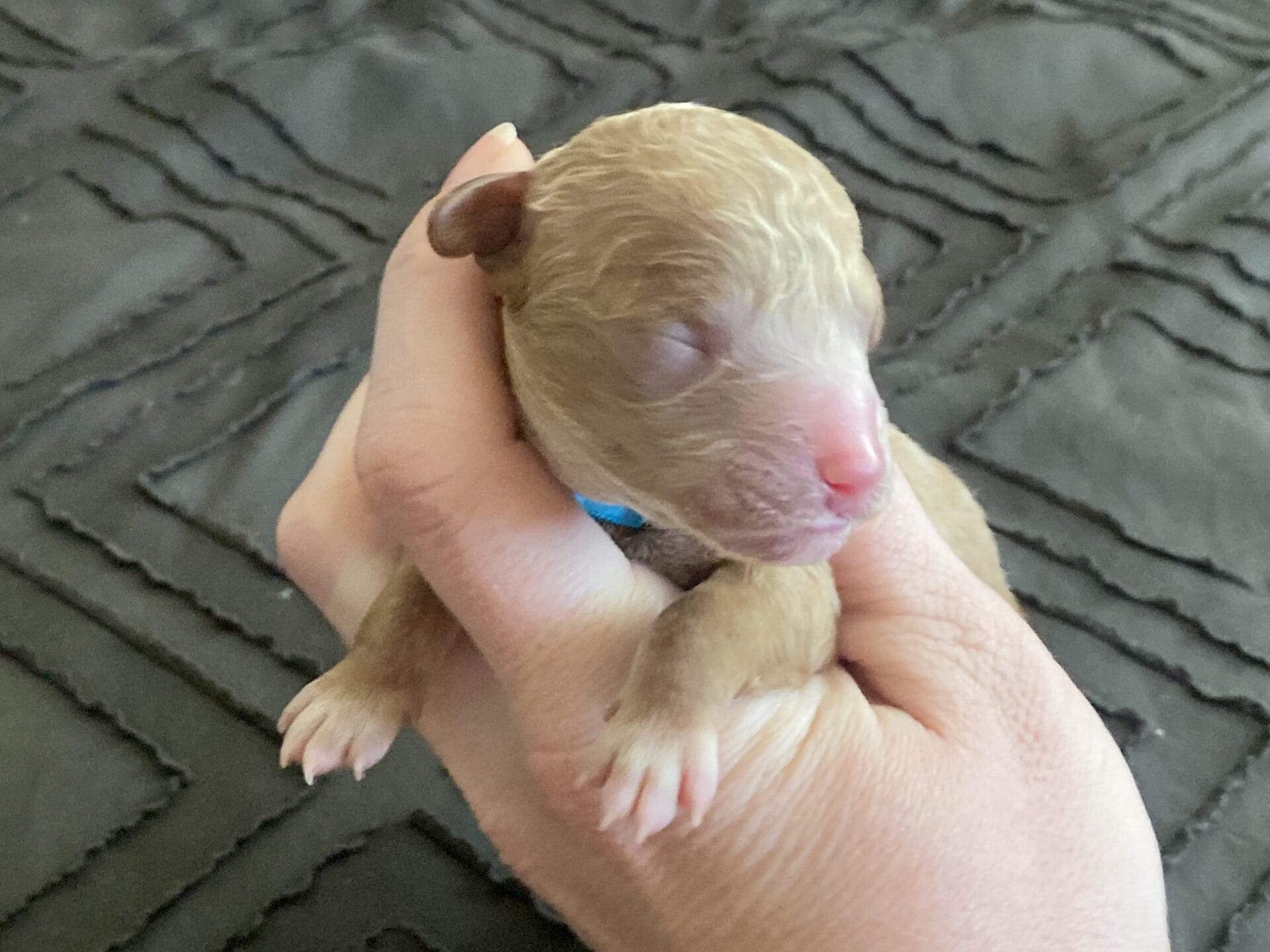 Duke - Teacup Goldendoodle Boy - Image 2