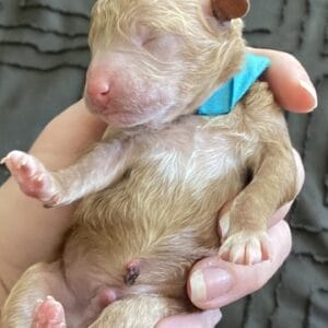 Duke - Micro Goldendoodle Boy