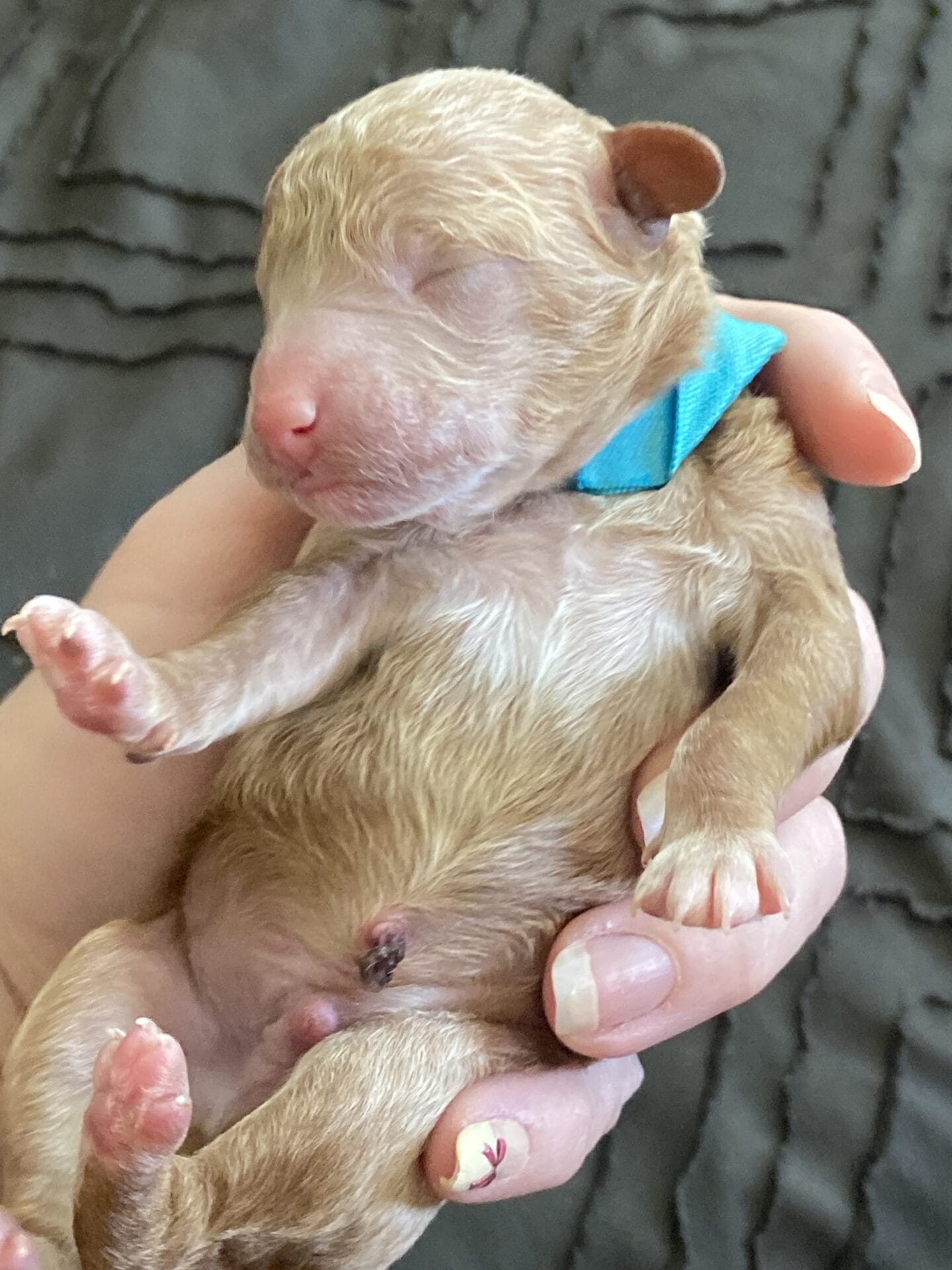 Duke - Teacup Goldendoodle Boy - Image 4